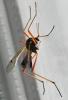 Tanyptera atrata